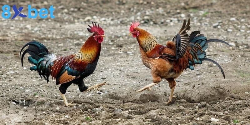 Bí quyết chơi đá gà